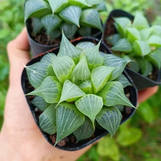 Sale++  Sen Đá Haworthia Mirabilis Badia Var  chậu 7cm.