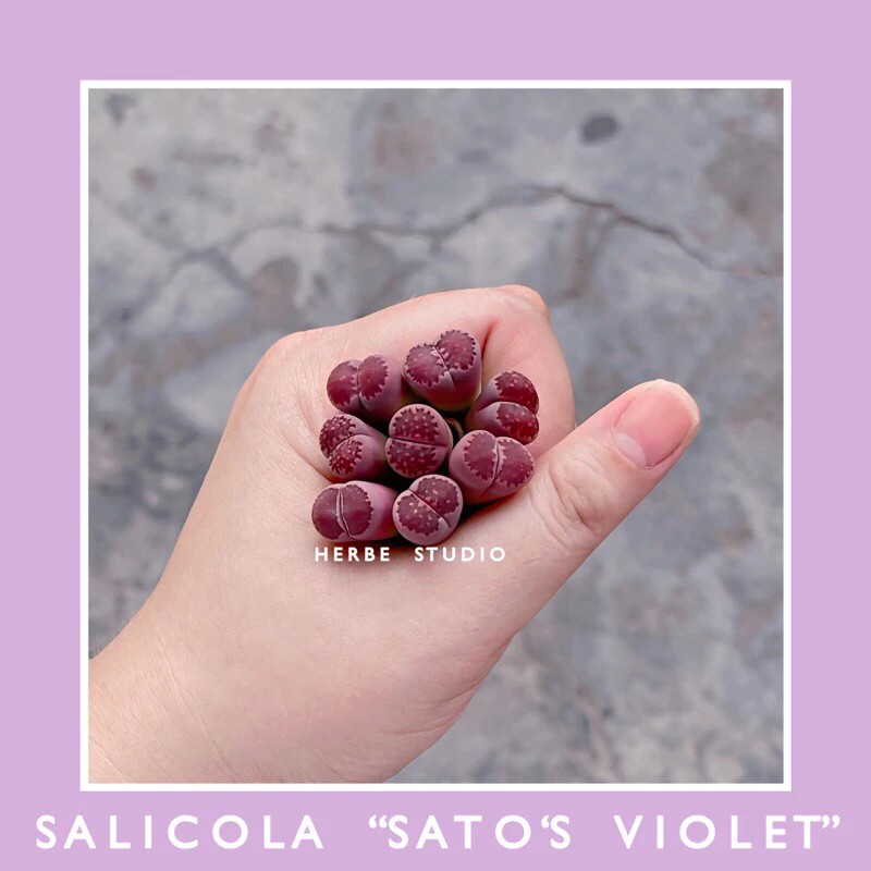 [herbe.studio] Sen mông, thạch lan màu tím - Lithops Salicola “Sato’s Violet” & “Bacchus”