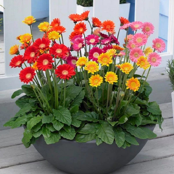 Hạt Giống Hoa Cúc Đồng Tiền Mix Đủ Màu (10 hạt) Gerbera tượng trưng cho sự hạnh phúc (Hàng Cty)