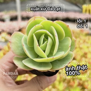 Sen Đá Bèo Nhật Size 5-8cm Lên Màu Siêu Đẹp, Vườn Sen Đá PANDAA GARDEN Xuất Xứ Đà Lạt Thích Nghi Mọi Khí Hậu Lỗi 1 Đổi 1