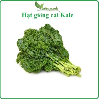 2gr-Hạt giống cải xoăn xanh Kale, cải xoăn xanh