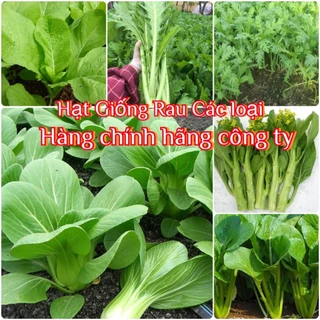 Hạt giống rau cải các loại, Rau ăn lá nảy mầm cực tốt (hàng chính hãng công ty đóng gói)