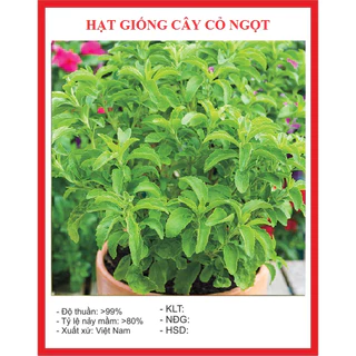 Hạt giống cây cỏ ngọt stevia (20 hạt) - cây dược liệu, tốt cho sức khoẻ