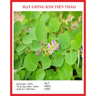 Hạt giống cây kim tiền thảo (50 hạt) - cây dược liệu, thanh mát, giàu dinh dưỡng