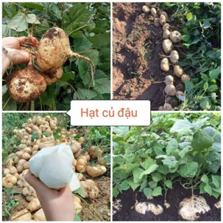 Hạt giống Củ Đậu  20-30 hạt