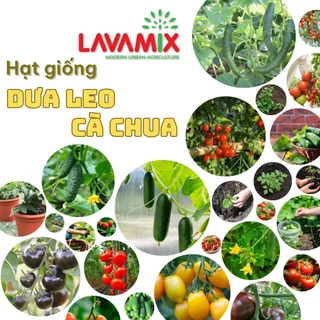 Hạt giống Dưa leo - Cà chua hiệu Rạng Đông chịu nhiệt tốt, dễ chăm sóc, nhanh thu hoạch | Đất trồng cây Lavamix