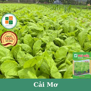 Hạt giống cải mơ lùn đặc sản Hà Nội trồng bốn mùa