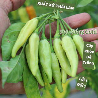 Hạt giống ớt xanh huế Thái Lan mùi thơm thơm vị cay sai quả cây khỏe hạt ớt xanh dễ trồng nảy mầm cao Hạt giống Gold