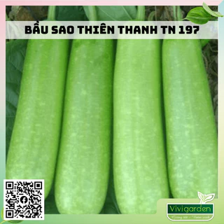 Hạt Giống Bầu sao F1 - Thiên Thanh TN 197 ( 1,3gr ~ 10 hạt ) Trang Nông