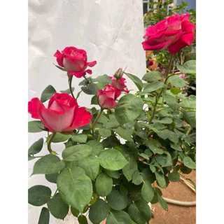 gốc hoa hồng  buij monnica hoa siêu to siêu thơm (gốc rễ trần)