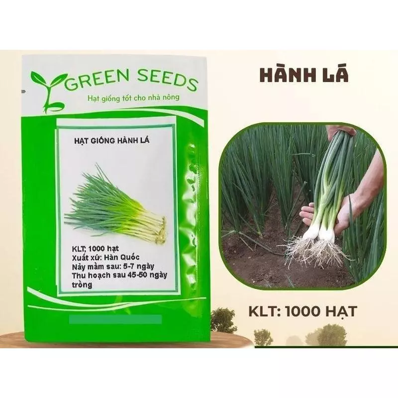 HẠT GIỐNG HÀNH TA CAO SẢN (300 HẠT)