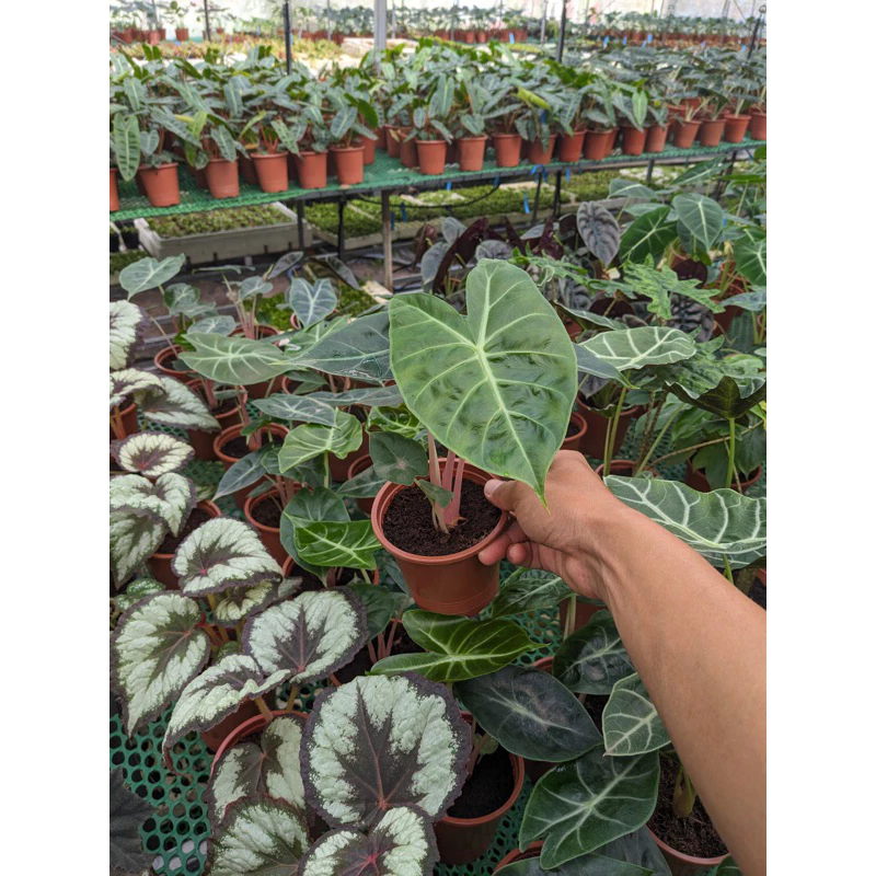 Rồng hồng, Alocasia, trang trí nhà cửa, sân vườn.