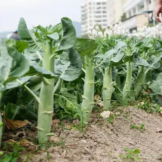 Gói 10 gr hạt giống rau cải làn