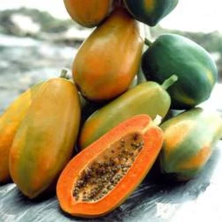 Hạt giống Đu Đủ F1 Ruột Đỏ Hồng Phi siêu ngọt ( gói 10 hạt)