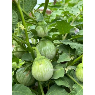 [Seeds] Hạt giống cà ngọt lai f1 RD525, đóng gói 0,5gr