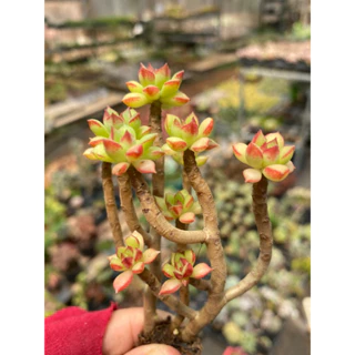 CÂY SEN ĐÁ ECHEVERIA SUPIA lá nhọn gốc thụ mini