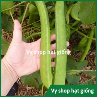 Hạt giống đậu kiếm Jack Bean khổng lồ nguyên gói 5 hạt nội địa Trung