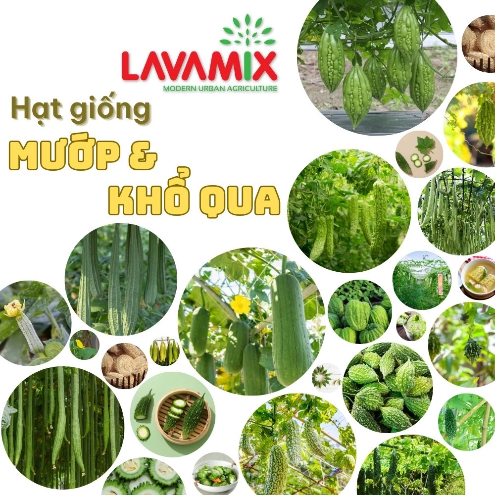 Hạt giống Mướp - Khổ qua hiệu Rạng Đông chịu nhiệt tốt sinh trưởng khỏe | Đất trồng cây Lavamix