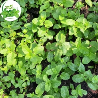 Cây bạc hà Ailenmint - 40k/chậu - Mint Garden