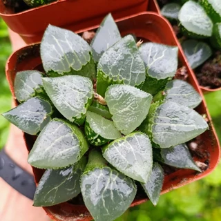 Sale+ Sen Haworthia Cánh Mọng. chậu to 9-10 cm.