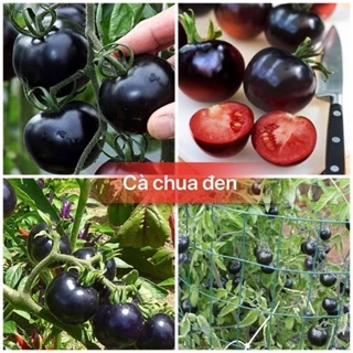 Hạt giống Cà Chua đen mỹ leo dàn -gói 20 hạt(tặng kèm phân bón)