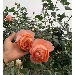 COMBO 5 GỐC HOA HỒNG HEAVEN ON EARTH ROSÉ GỐC RỄ TRẦN MÀU CAM CÁ HỒI GỐC RỄ TRẦN