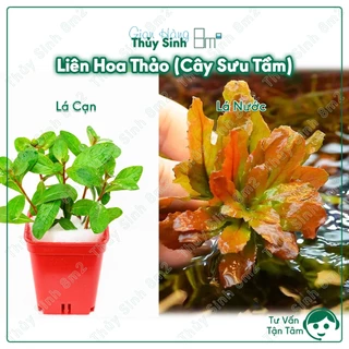 (Sưu Tầm) Liên Hoa Thảo | Cây Thủy Sinh Trung Cảnh, Cắt Cắm | 8m2