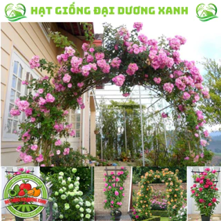 Hạt giống hoa Hồng Leo Pháp đủ màu (50 HẠT) tặng kèm phân