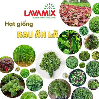 Hạt giống Rau Ăn LÁ hiệu Rạng Đông chịu nhiệt tốt, trồng quanh năm | Đất trồng cây Lavamix