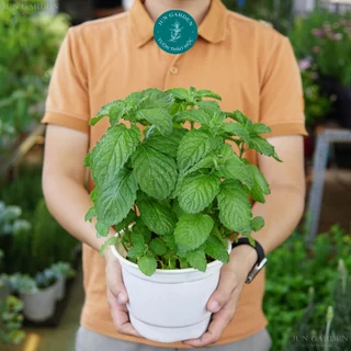 Cây Bạc Hà Bưởi Grapefruit Mint JUN GARDEN