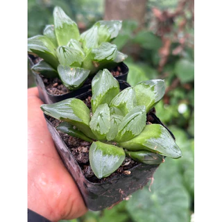 Siêu Đẹp - Sen Đá Haworthia Cyti 1 chậu  7cm.