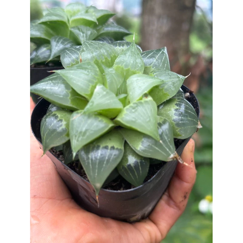 Sale ** Sen Đá Haworthia Mirabilis Badia Var chậu 7cm.