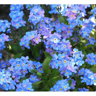 Hạt Giống Hoa Lưu Ly Forget Me Not Xanh Blue (150 hạt) - Cynoglossum Amabile (Hàng Công Ty)