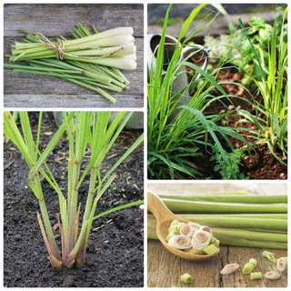 Hạt Giống Sả Chanh (Cymbopogon Flexuosus) 10 Hạt - Hàng Công Ty