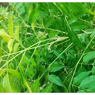 Lá xoan tươi - 500g bênh ghẻ