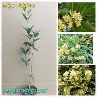 CÂY MỘC TA HOA VÀNG CAO 55-60CM