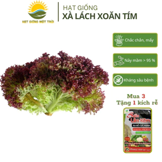 Hạt giống Rau Xà Lách Xoăn Tím MT07 - Phát triển nhanh, không sâu bệnh, tỷ lệ nảy mầm>95% - HẠT GIỐNG MẶT TRỜI