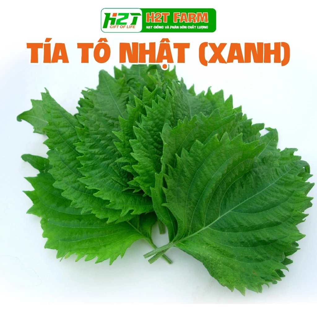 Hạt giống tía tô xanh Nhật Bản