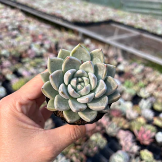 cây sen đá Kim Cương Xám size bầu 4-4,5 cm, cây cảnh trang trí nhà cửa THUANPHAT GARDEN