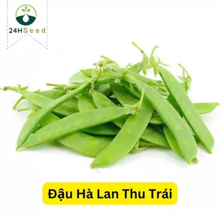 Hạt giống đậu Hà Lan ăn quả - thu trái 24HSeed