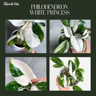 Cây kiểng lá trầu bà công chúa trắng(Trầu bà đột biến)-Philodendron White Princess-Cây văn phòng, nội thất