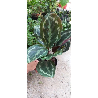 Cây Đuôi Công Phiến Lá lớn viền xanh (Calathea Veitchiana)