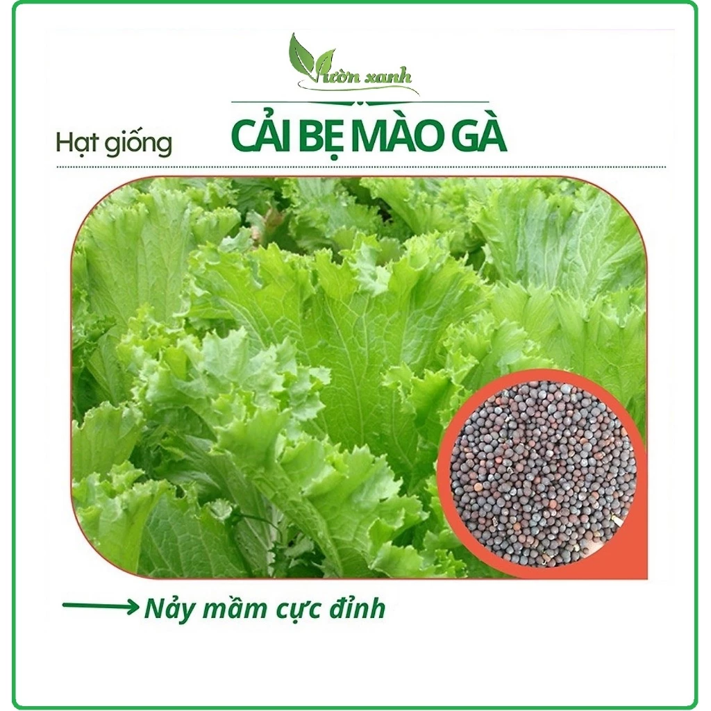 Hạt giống cải bẹ mào gà 20gr, cây khỏe, ăn ngon