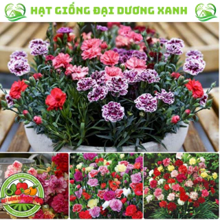 Hạt giống hoa cẩm chướng kép đủ màu (100 HẠT) Tặng kèm phân