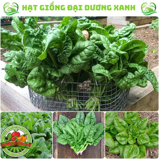 Hạt Giống Rau Cải Bó Xôi (Rau chân vịt)_Siêu dinh dưỡng