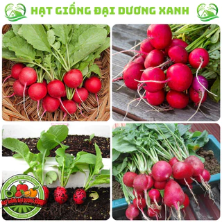 Hạt giống củ cải đỏ cao sản (tặng kèm phân)