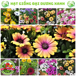 Hạt giống hoa cúc châu phi nhiều màu (150 HẠT) tặng phân bón