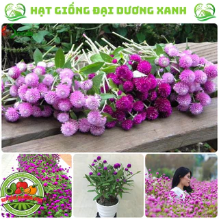 Hạt giống hoa cúc bách nhật mix đủ màu (150 HẠT) tặng phân bón