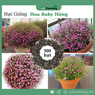 Hạt Giống Hoa Baby Hồng - Gói 500 Hạt - Az Farming