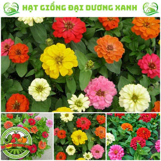 Hạt Giống Hoa Cúc Lá Nhám (150 HẠT) tặng kèm phân